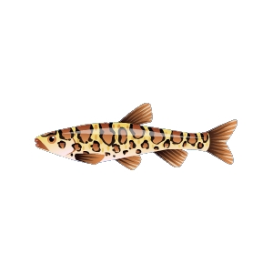 Snakeskin Carp